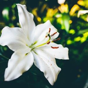 Meet your Posher, Lilly